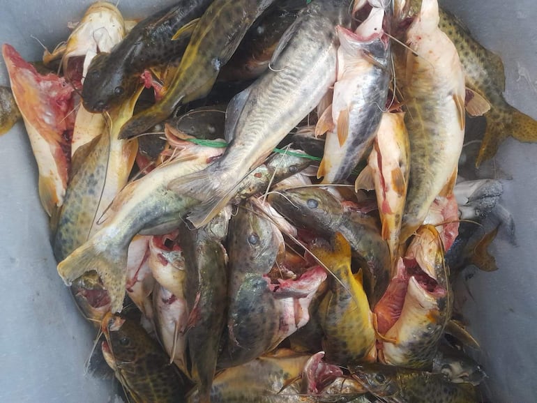 Especie de bagre listo para su comercialización antes del inicio de la veda pesquera