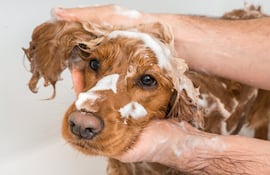 Bañar al perro.