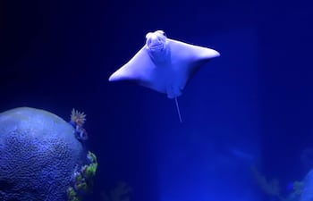 Acuario AquaFoz de Foz de Iguasu, Brasil.