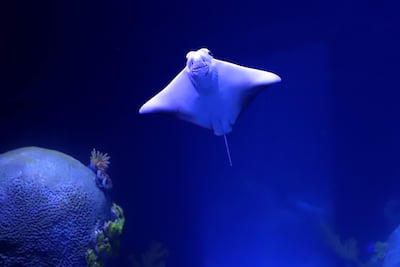 Acuario AquaFoz de Foz de Iguasu, Brasil.