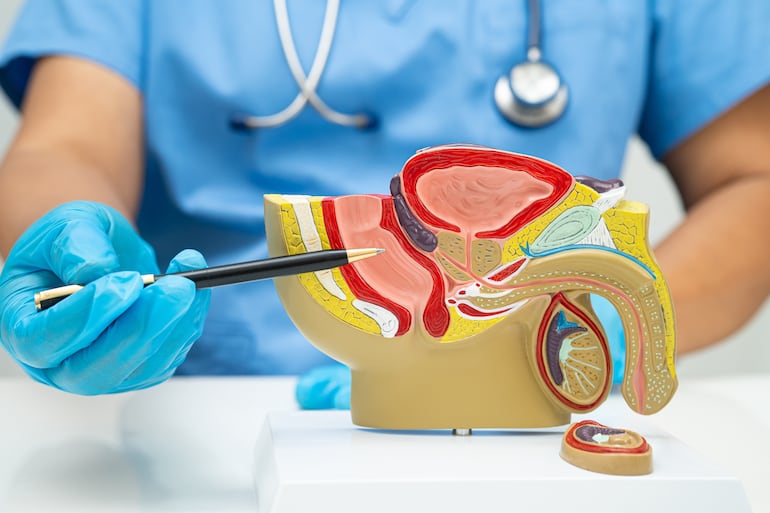 Sistema reproductor masculino, imagen ilustrativa.