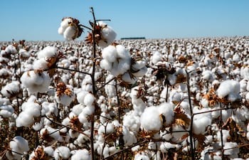 Baja la fiebre del algodón en el Chaco: Desafíos y reajustes del 45%