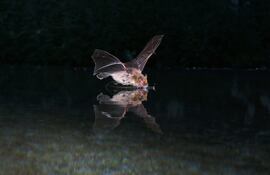 MADRID, 31/10/2024.- Los murciélagos hacen mapas mentales acústicos para orientarse según describe una investigación publicada este jueves en Science. En la imagen, un ejemplar de pipistrelle de Kuhl (?Pipistrellus kuhlii?), la especie con la que se ha hecho el estudio. EFE/Science -SOLO USO EDITORIAL SOLO DISPONIBLE PARA ILUSTRAR LA NOTICIA QUE ACOMPAÑA (CRÉDITO OBLIGATORIO)
