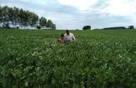 Sojal de Don Milciades Chilavert, un pequeño productor de San Pedro, en cuya finca se realizó el acto simbólico de inicio de la campaña 2023/ 2024.