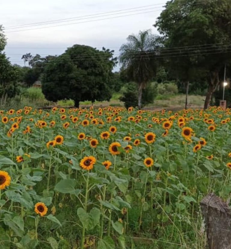 El campo de girasoles se posiciona como uno de los más admirados en la compañía Cabañas, atrayendo la atención de visitantes y amantes de la naturaleza.
