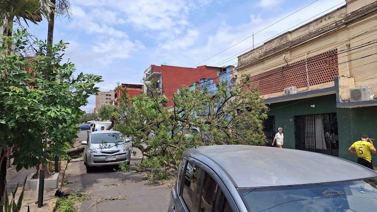 Hombre con camiseta amarilla cerca de un árbol caído que cubre parcialmente un coche blanco en una calle urbana.
