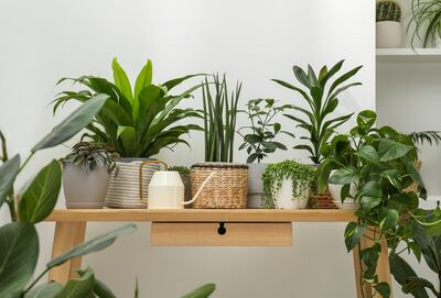 Plantas de interior