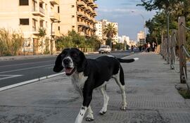 En algunas regiones de vacaciones, los viajeros se encuentran con muchos perros callejeros. Estos no suelen ser peligrosos, siempre que se respeten algunas normas.