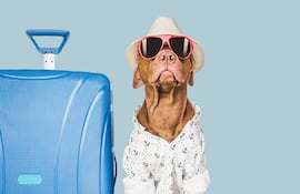 Perro con maleta de viajes.