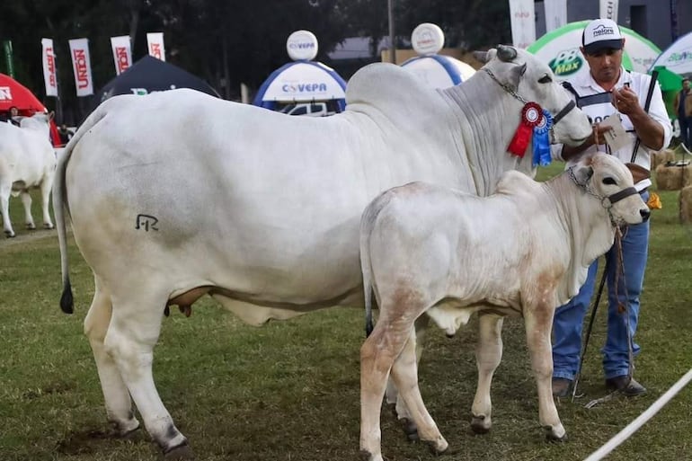 Hombre acaricia a un becerro mientras sostiene un documento; ambos animales son Brahman con cinta roja en el evento agrícola.