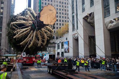 El árbol de Navidad más popular de Nueva York llegó este sábado al Rockefeller Center.
