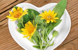 Arnica montana.