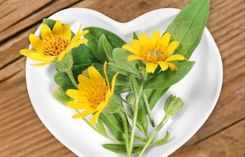 Arnica montana.