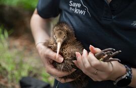Según Nature Conservancy, son uno de los exponentes más importantes de la fauna única de la nación del Pacífico.