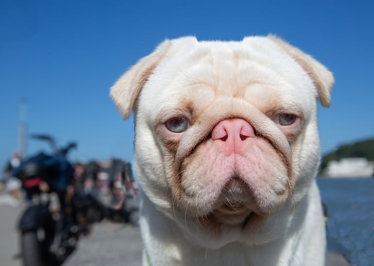 Perro de la raza pug.