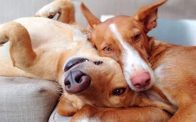 Se recomiendan siempre que la perra sea del tamaño que fuere pueda ser cruzada a partir del tercer celo, y que sus condiciones estén dadas para procrear teniendo siempre en cuenta algunos factores importantes como el estado del animal con todas sus vacunas al día y sus antiparasitarios.