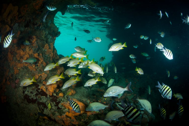 Pargos schoolmaster, pargos de manglar, peces sargento mayor y otras especies de peces tropicales se concentran en Thunderball Grotto, cerca de Staniel Cay, Exuma, Bahamas.