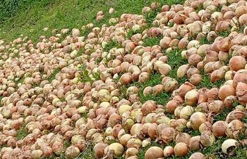 En las fincas, la cebolla comienza a pudrirse ante la falta de mercado para su comercialización.