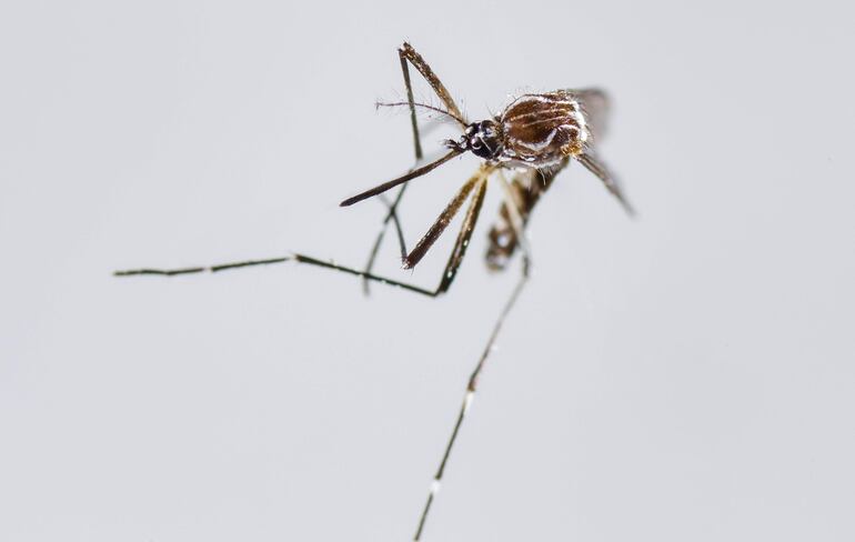 Un mosquito Aedes Aegypti, principal vector para la transmisión de dengue y chikunguña.