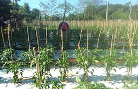 Las precipitaciones que se registran en esta parte de San Pedro benefician especialmente a los productores agrícolas