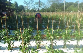 Las precipitaciones que se registran en esta parte de San Pedro benefician especialmente a los productores agrícolas