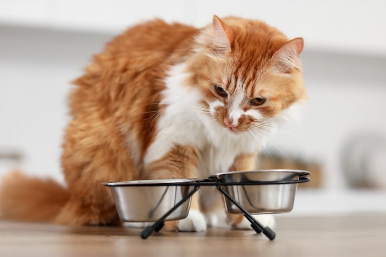 Gato observa sus platos de comida, imagen ilustrativa.