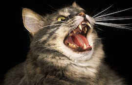 Gato maullando de noche.