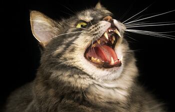 Gato maullando de noche.