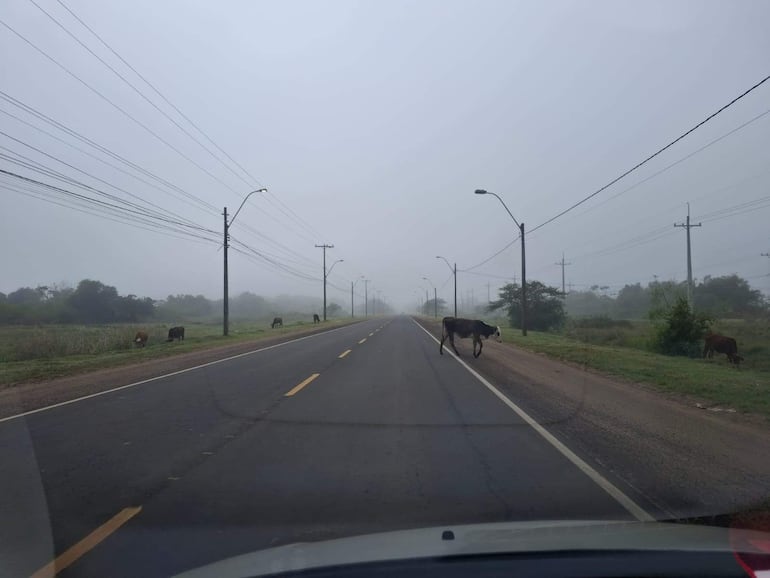 Carretera con niebla y animales vacunos en ruta de Ayolas.