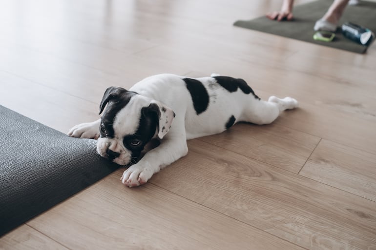 ¿Estrés canino o “mal comportamiento”?