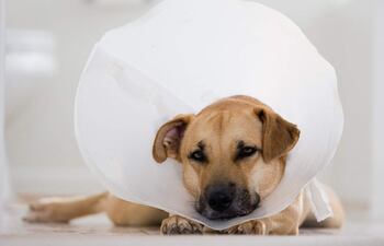 Los problemas de la piel son una causa muy común de consulta en los centros de atención veterinaria, habiendo cada vez más información y especialización en el ámbito de la dermatología, así como productos para tratar los síntomas.