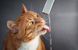 Gato bebe agua de la canilla.