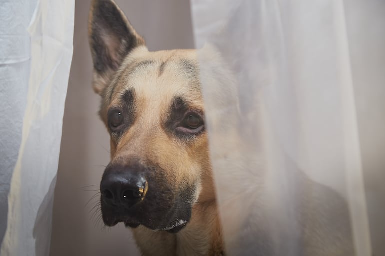 El registro de agresores de animales será importante, especialmente, para los casos de reincidencia en el maltrato animal.