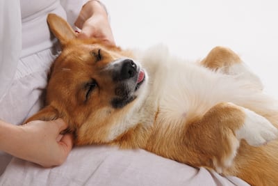 Perro recibe masaje.