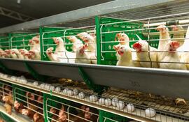 Los huevos blancos son una característica especial que presenta Huevos San Carlos a sus clientes.