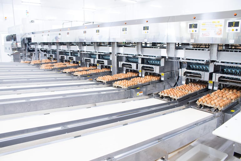 La automatización permite clasificar, inspeccionar y detectar posibles anomalías antes de que los huevos lleguen al mercado.