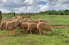 Raza FriSona es novedad, produce leche y carne