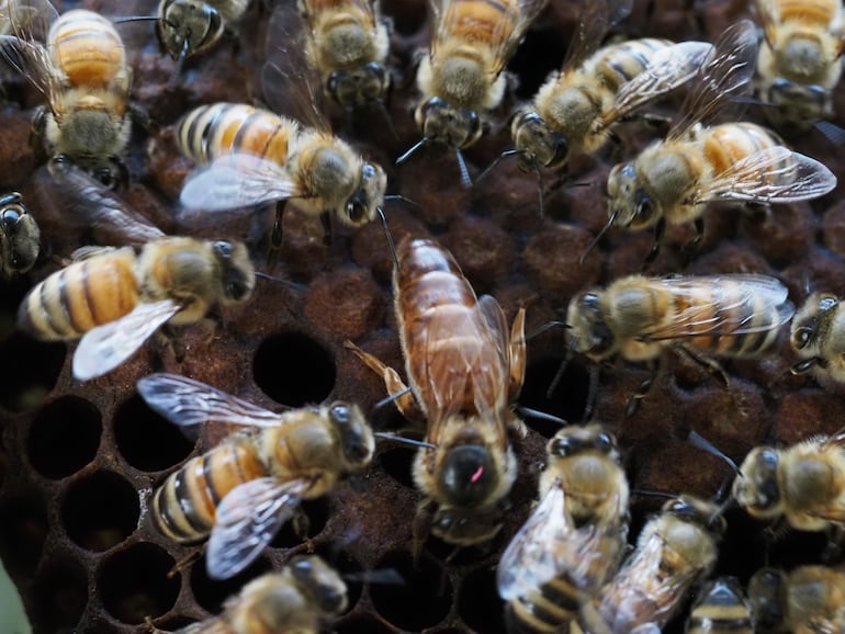 Abejas.