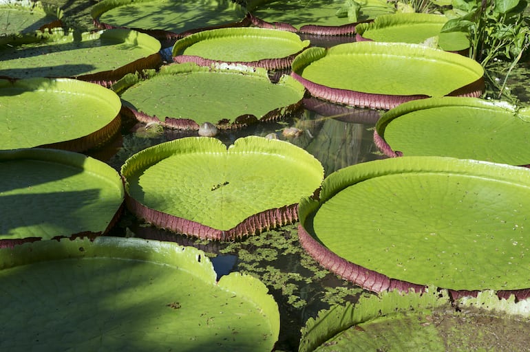 Jardín Botánico de Río de Janeiro, Brasil.