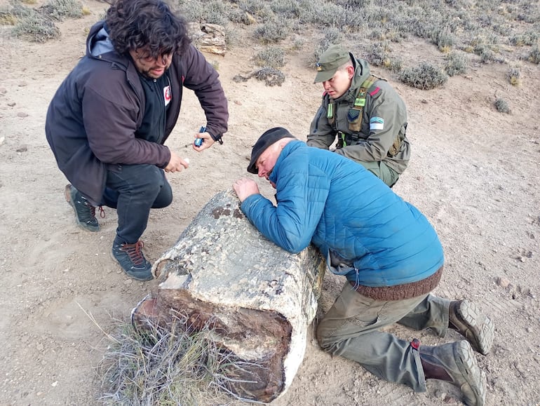 Hallan bosques petrificados en Río Negro, Argentina: un tesoro de 50 millones de años - Ciencia