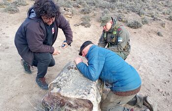 Descubren tres bosques petrificados en la Patagonia argentina.