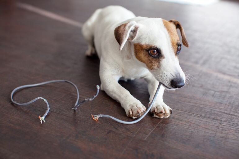 Cachorros y cables.