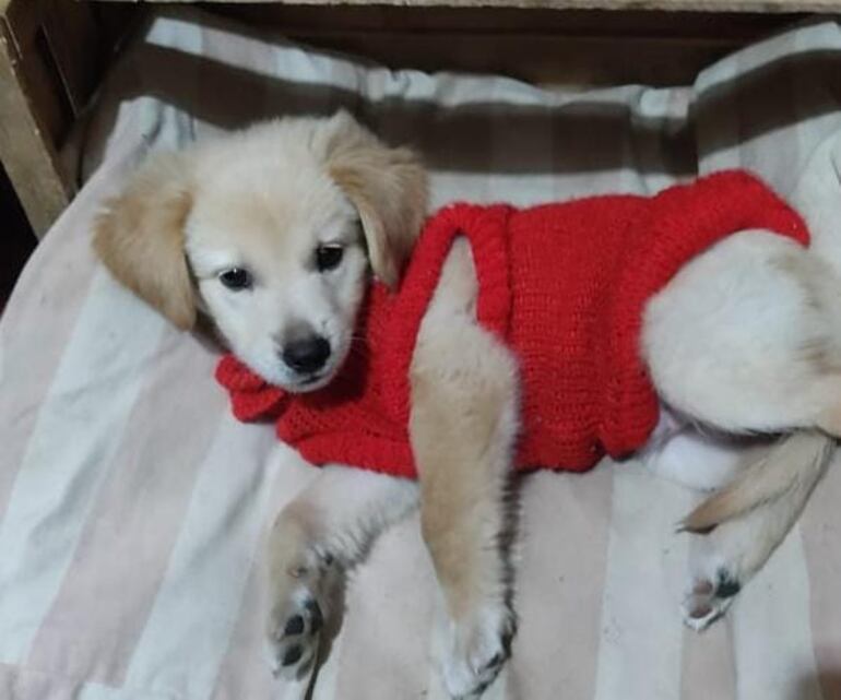 La cucha le permite dormir más tranquilo al perro.