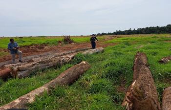 Planchada de rollos de árboles de especies nativa en la exestancia Golondrina de Abaí.