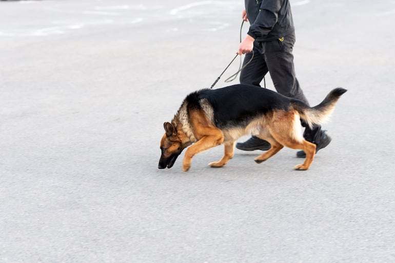 Perro pastor alemán.