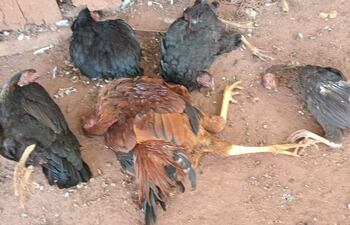 Según los pobladores de Liberación en el transcurso de una semana ya murieron más de 3 mil gallinas.