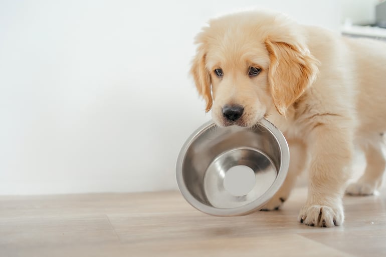 Golden retriever cachorro con un plato de comida.