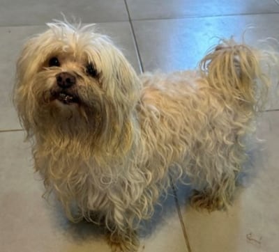 Este perrito busca a sus dueños. Fue encontrado en el cruce de las calles República Argentina y Charles de Gaulle.