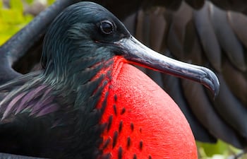 Fragata vientre rojo o fragata magnifica.