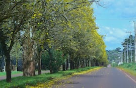 Avenida con árboles de lapacho amarillo en flor, vista de la carretera rodeada de hojas caídas y cielo despejado.